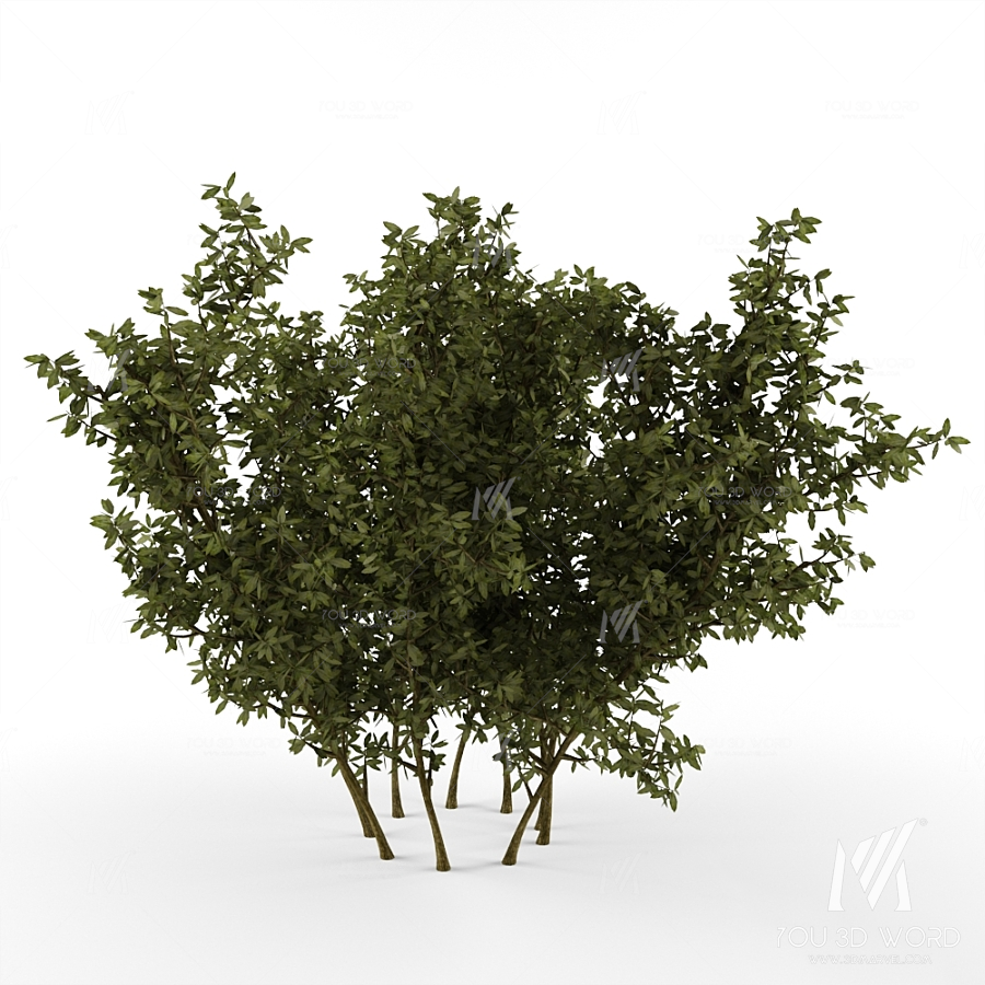 Bush